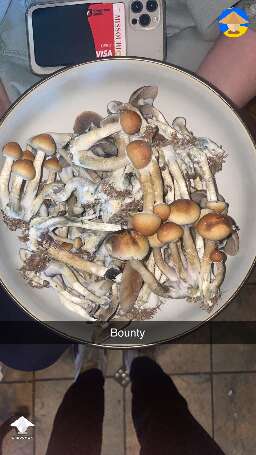 Pink Buffalo mushrooms. First harvest ever - 400g wet #2