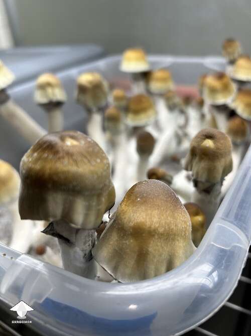 These ODPE shrooms are almost ready