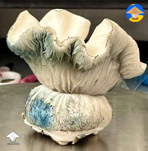 Not monsters, but very handsome Haole magic mushrooms