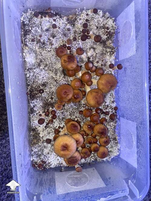 Cubensis Z strain magic mushrooms fruiting #2