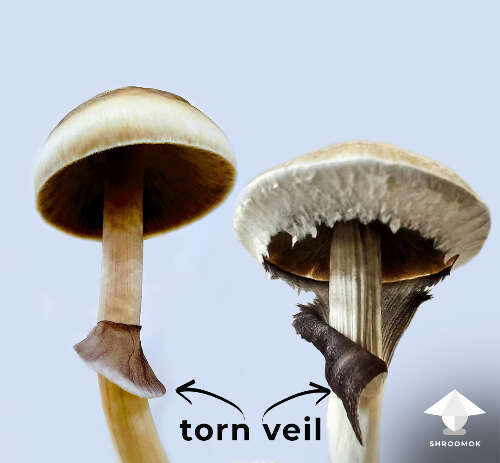 Mushroom torn veil - time for harvesting