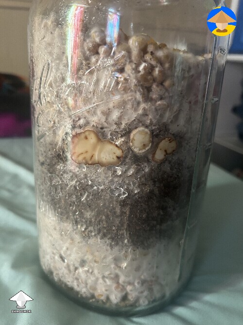 P. Tampanensis - sclerotia growth in jar