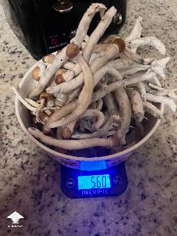 First flush harvest - Golden Mammoth mushrooms