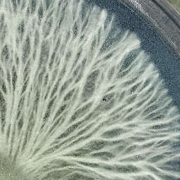 Mycelium ropes on agar