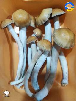 Mr. Peanut shrooms