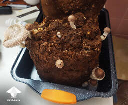 Shiitake fruiting flush from wasted cake