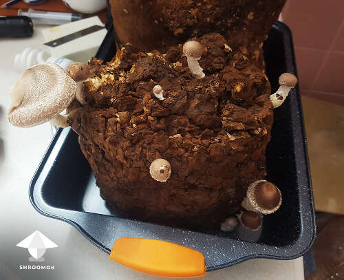 Shiitake fruiting flush from wasted cake