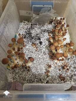 Nice Golden Teacher fruiting