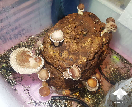 Shiitake mushrooms fruiting