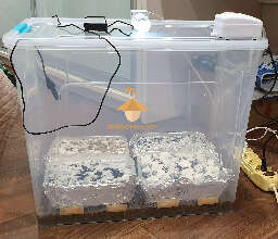 Growbox eqiupment for growing psilocybin mushrooms psilocybe cubensis