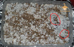 Blue-green mold on mushroom cake