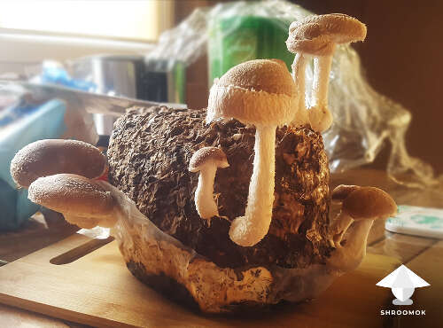 Shiitake mushroom block fruiting