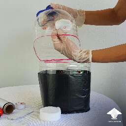 Bottle disinfection for mushroom cultivation