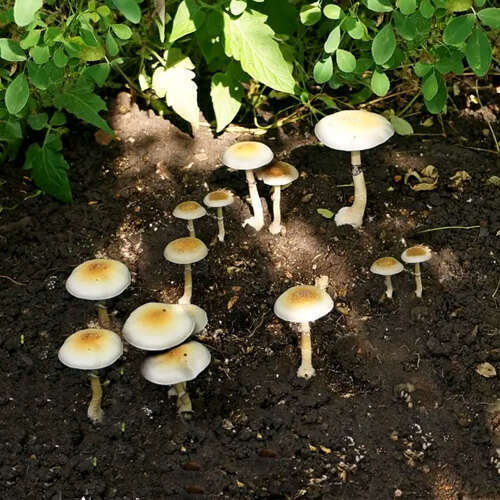 Natalensis mushrooms outdoors