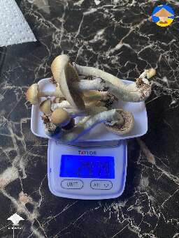 Cubensis pink buffalo strain. Looks different from pictures though