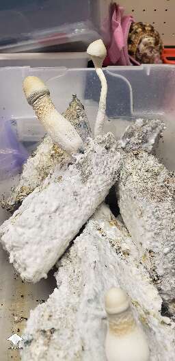 The never ending cake keeps cranking out these APE-R mushrooms. Almost 200g dry harvested out of this one bin #3