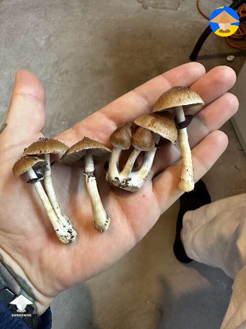 B+ cubensis mushroom clusters just keep coming