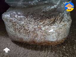 Lions Mane spawn bag colonization. Last time I checked it looked like this