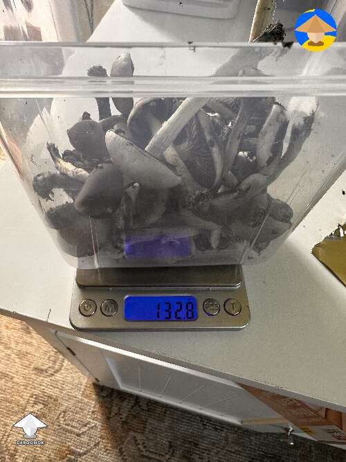 Harvested Cubensis Blue Meanie shrooms