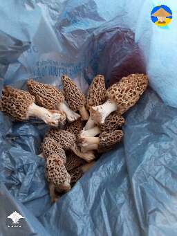 Morel aka morchella mushrooms for cloning