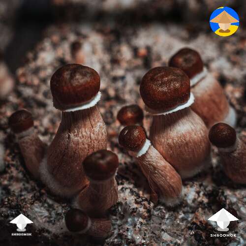 Golden Teacher magic mushroom photoshoot #3