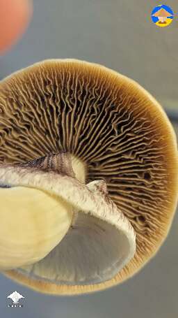 Under the cap - Golden teacher
