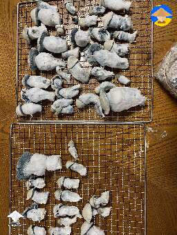 Shakti Bomb mushrooms #2