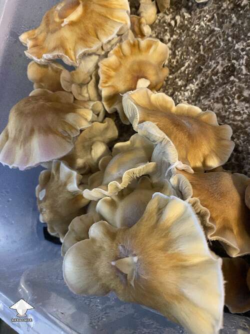 Cubensis ChodeWave mushrooms - by Master ShrAlf Funguy