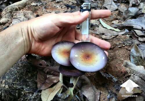 Psilocybe cubensis in the wild