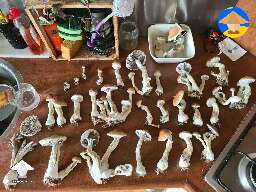 Psilocybe Cubensis Brazil #2