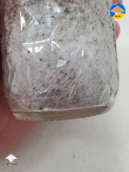 My Panaeolus brf substrate pf tek cake has colonized