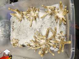 APE-R fruiting - Have a few aborts to clean up but woo-hoo