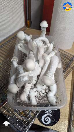 Albino A plus DubTub