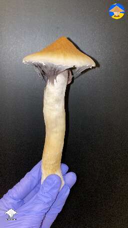 Cubensis Blue Meanie shroom