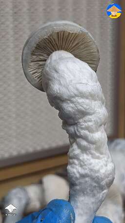Roger Rabbit mushrooms harvest