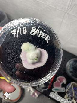 Wanna see my grain to agar plates?