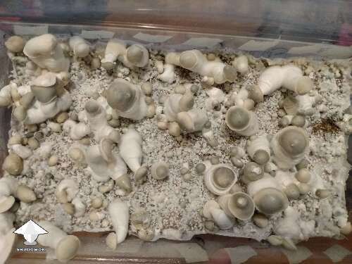 P. Cubensis Haole magic mushroom fruiting by Mycelia P