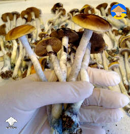 Ajax magic mushrooms