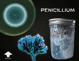 Blue-Green Mold (Penicillium)