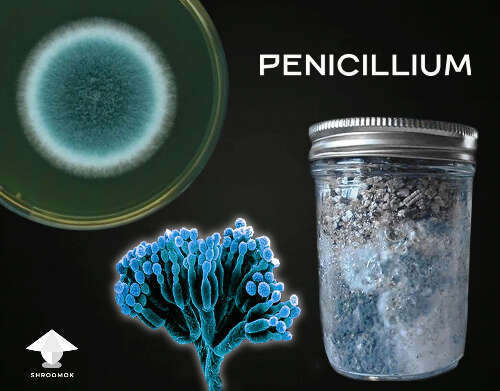 Blue mold contamination (Penicillium)