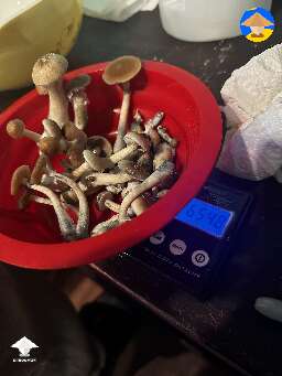 My first ever harvest Pink Buffalo using PF TEK