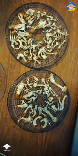 First partial flush this morning #2