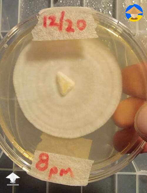 Mycelium on agar