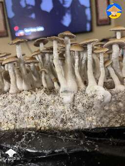 Koh Samui cubensis mushrooms on Uncle Bens, Popcorn and CVG