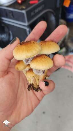 Vietnamese Hanoi magic mushrooms by Prof. Frags