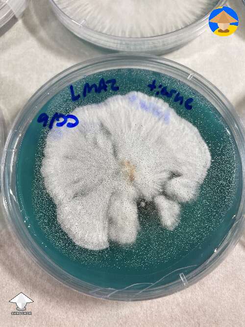 Agar plate for the next transfers