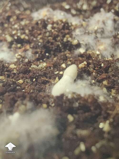 My substrate is only 20% colonized, but got 8 mushroom pins I can see popping up now