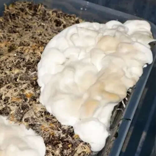 Strange Natalensis mycelium growing like marshmallow