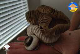 KSSS - Koh Samui Super Strain cool mutated mushrooms #2