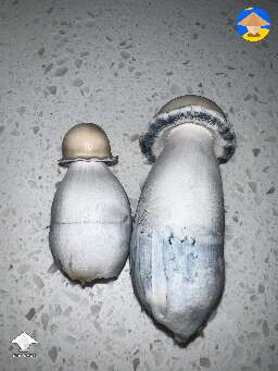 Some more Cubensis BAPER mushrooms #2